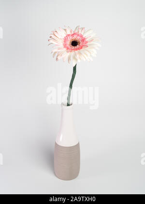 beautiful pink and white gerbera daisy flower in a vase on white background Stock Photo