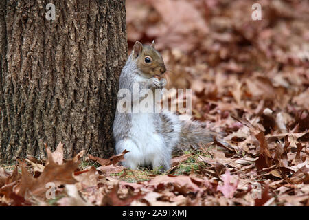 Autumn Gray Squirrel eating a nut in fallen leaves Stock Photo