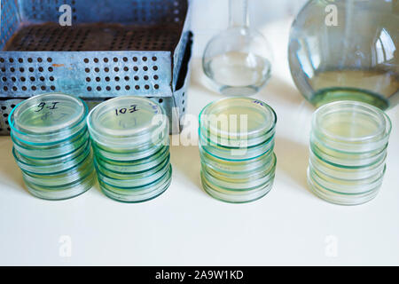 Petri dishes on the table with glass bulb on the background Stock Photo