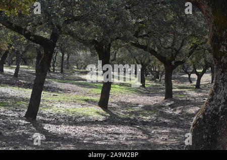Open oak woodland (dehesas) in Azuel, Sierra Morena (Andalusia, Southern Spain), one of the last strongholds of the Iberian lynx Stock Photo