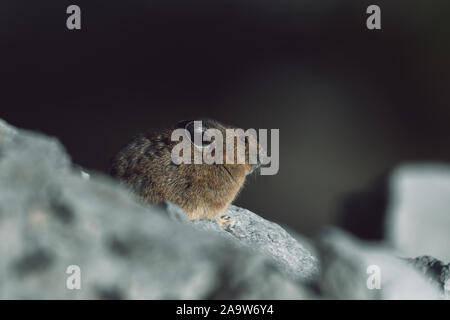 Close-up of an American Pika at sunset in northern Washington Stock Photo