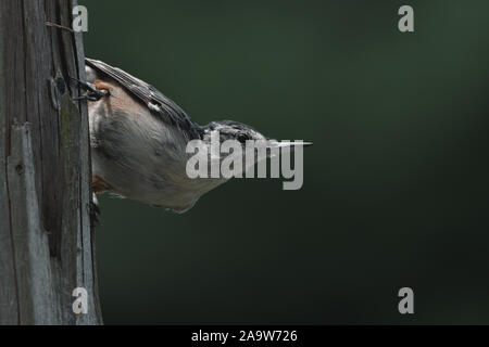 Close-Up of a White-Breasted Nuthatch Perched on a Branch Stock Photo