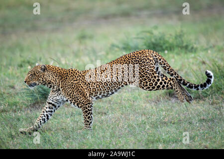 Sprinting African Leopard (Panthera Pardus) on the Masai Mara in Kenya Stock Photo