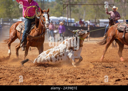 Calf being lassoed in a team calf roping event by cowboys at a country rodeo Stock Photo