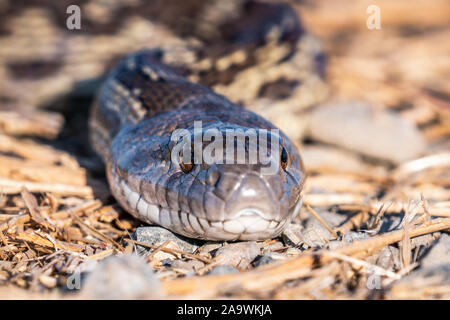Close up of Pacific Gophersnake (Pituophis catenifer catenifer) head laying on the ground on a sunny day; Merced National Wildlife Refuge, Central Cal Stock Photo