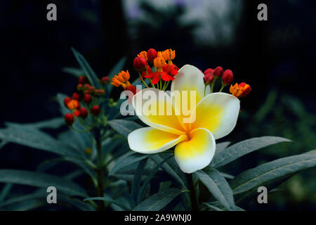 frangipani flower with soft-focus in the background. Stock Photo