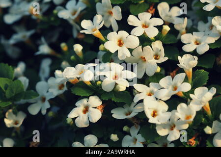 Bacopa monnieri, herb Bacopa is a medicinal herb used in Ayurveda, also known as 'Brahmi', a herbal memory Stock Photo
