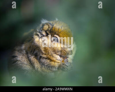 Asiatic striped squirrel Tamiops swinhoei Stock Photo