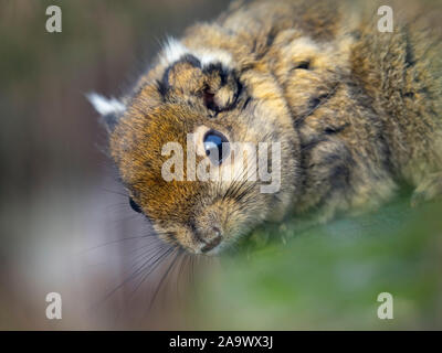 Asiatic striped squirrel Tamiops swinhoei Stock Photo