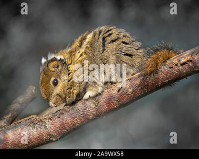 Asiatic striped squirrel Tamiops swinhoei Stock Photo
