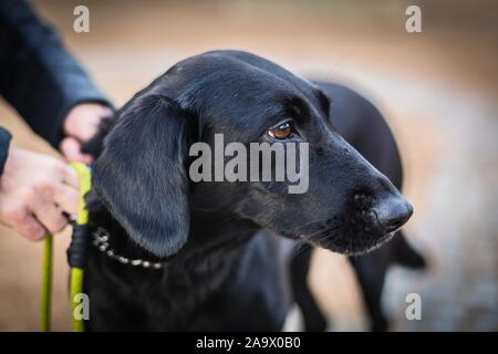 Side view portrait of a black mongrel dog with brown eyes on a leash. Hands holding him. Stock Photo