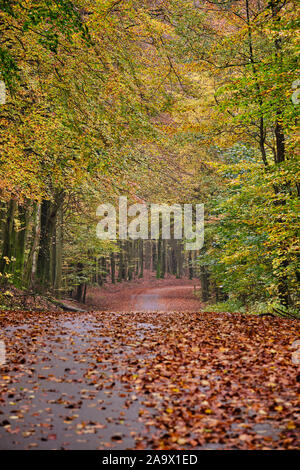 A road that leads through a dense forest with many brown leaves on the ground Stock Photo