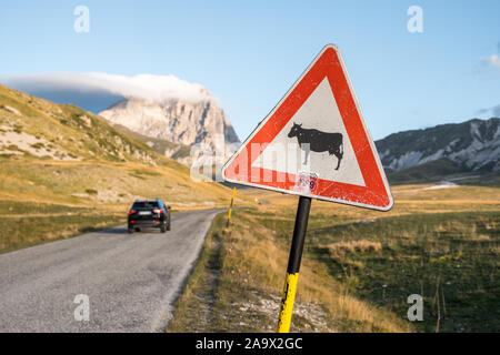 Trafficsign Animal crossing black cow on  white with red frame on campo imperatore with mountain in background, black car passing by, Abruzzo, Italy Stock Photo