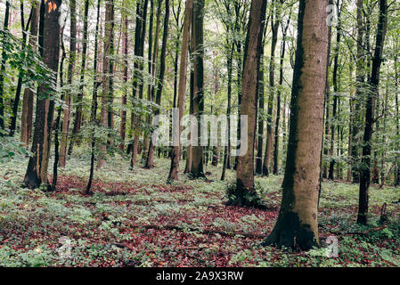 European beech, Fagus sylvatica, woodland in Rugen Island. Germany Stock Photo