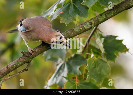 Eurasian Jay ( Garrulus glandarius ), perched in a tree, watching down to the ground, curious, looks funny, wildlife, Europe. Stock Photo