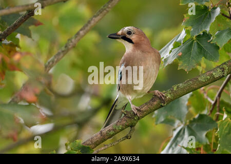 Eurasian Jay ( Garrulus glandarius ), perched in a tree, watching around, very attentive bird, wildlife, Europe. Stock Photo