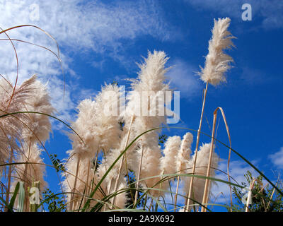 Pampas Grass (Cortaderia selloana), flowering, Banyalbufar, Mallorca, Balearic islands, Spain Stock Photo