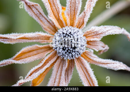 Frosted rudbeckia flower Stock Photo