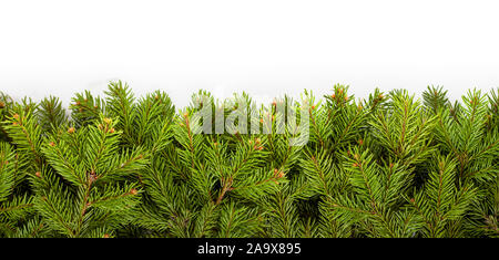 Christmas tree branches on white Stock Photo