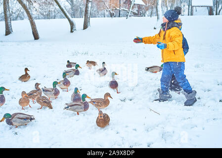 children feed ducks in winter Stock Photo