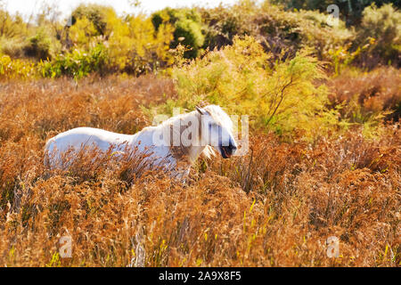 Weisses Pferd in der Camargue, Frankreich Stock Photo