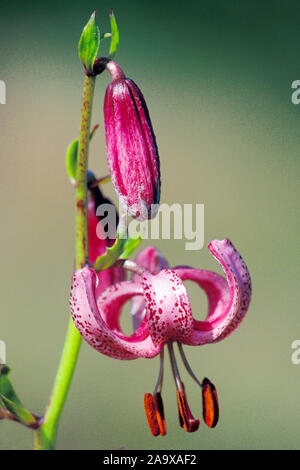 Tuerkenbundlilie, (Lilium martagon) Stock Photo