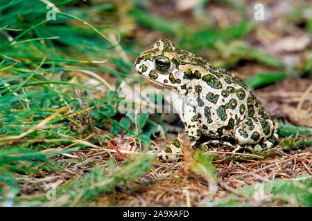 Wechselkroete, auch Gruene Kroete, Bufotes viridis, Bufo viridis, Stock Photo