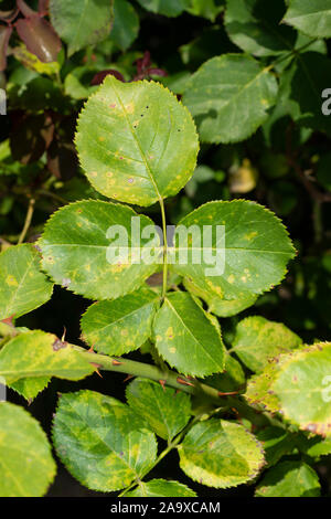 sick rose bushes and leaves. Protection against diseases in garden Stock Photo