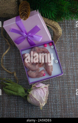 Rat is a symbol of 2020. Rats in a gift box. Rat is a delicacy. Exotic table. Food, menu Stock Photo