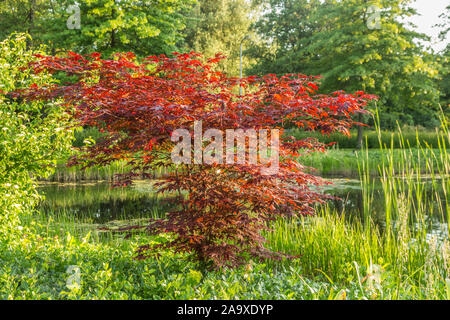 Close up of highly decorative Acer palmatum 'Atropurpureum' a shrub with beautiful red colored leaves on the bank of a pond Stock Photo
