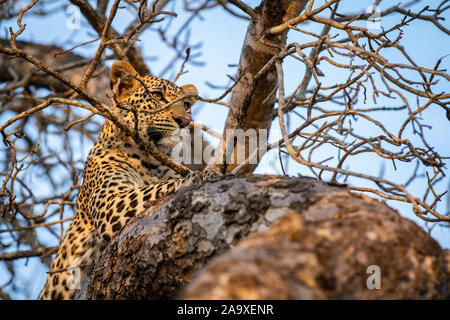 A leopard, Panthera pardus, lies in a tree, ears forward, alert. Stock Photo