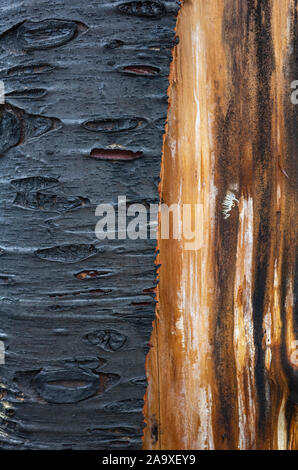 Close up of fire damaged tree, with black charcoal and untouched bark. Stock Photo