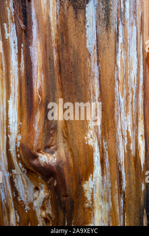 Close up of a treek trunk damaged by fire Stock Photo