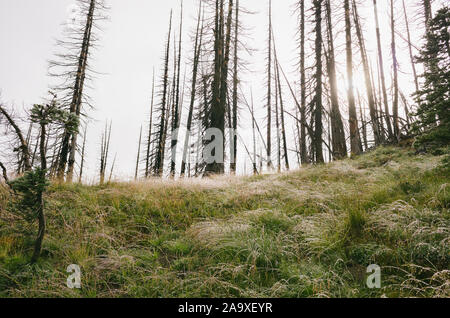 Fire damaged forest and lush alpine meadow in foreground, sun shining through trees, along the Pacific Crest Trail, Mt. Adams Wilderness, Wilderness, Stock Photo