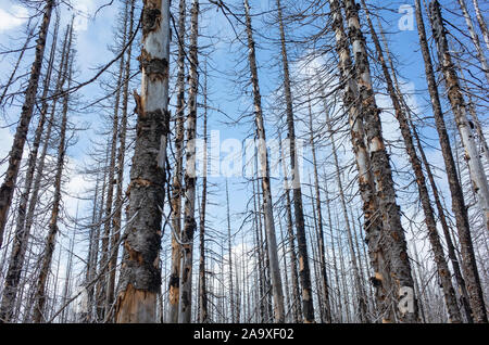 Fire damaged forest & trees, along the Pacific Crest Trail, Mount Adams Wilderness, Washington Stock Photo