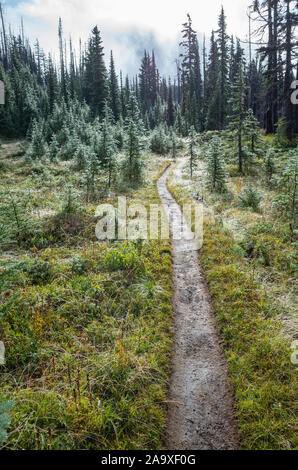 We and muddy hiking trail after mountain storm, lush subalpine meadow in distance, Mt. Adams Wilderness, Washington, along the Pacific Crest Trail Stock Photo