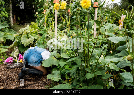 Girl kneeling in a garden, picking fresh vegetables. Stock Photo