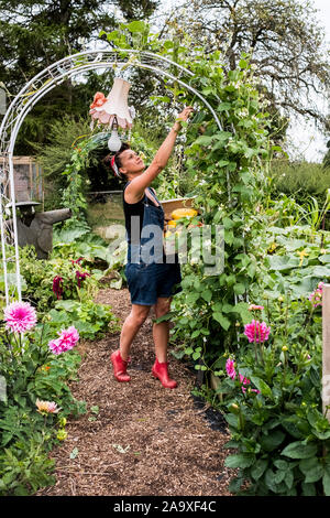 Woman standing underneath arch in a garden, picking green beans. Stock Photo
