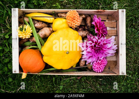 High angle close up of wooden box with fresh vegetables and cut pink Dahlias. Stock Photo