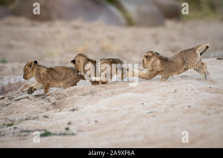 Three lion cubs, Panthera leo, play and chase each other in sand. Stock Photo
