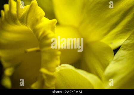 Extreme close-up of a yellow daffodil Stock Photo