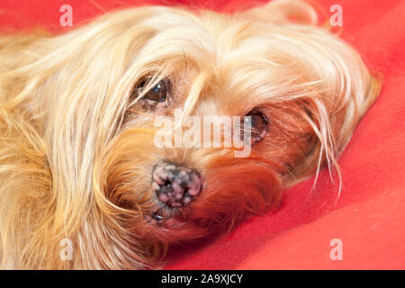 Mixed breed dog, maltese and yorkshire terrier, portrait Stock Photo