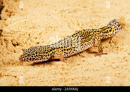 Leopard Gecko (Eublepharis macularius) Stock Photo