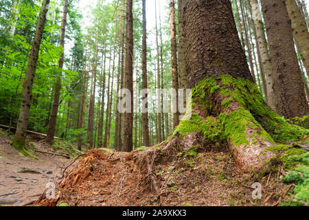 View on pine with moss in the pine forest Stock Photo