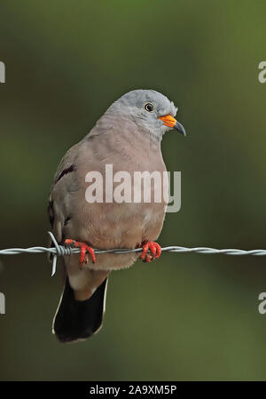 Croaking Ground-dove (Columbina cruziana) adult male perched on barbed wire fence Loja, Ecuador                        February Stock Photo