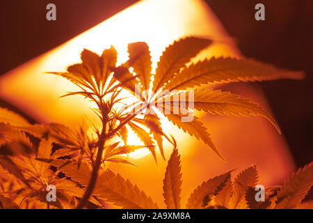 artificial lighting for growing and cultivating indoor medical cannabis varieties.bright yellow sunlight from the bottom for marijuana. Stock Photo