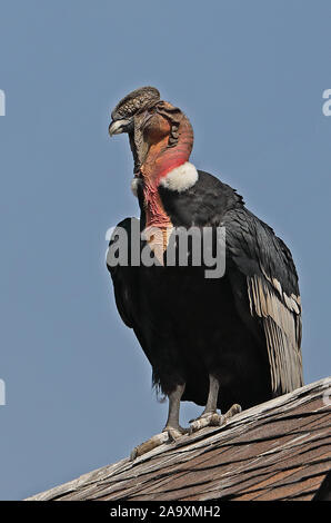 Andean Condor (Vultur gryphus) adult perched on roof Farellones, Chile                           January Stock Photo