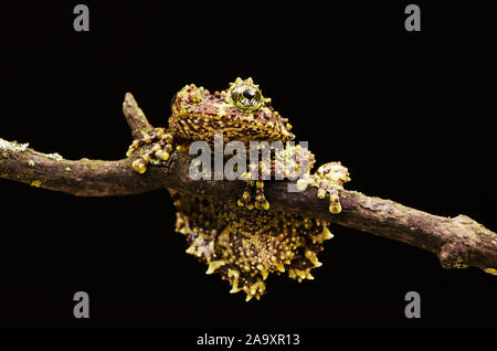 Vietnamese Mossy Frog (Theloderma corticale) Stock Photo