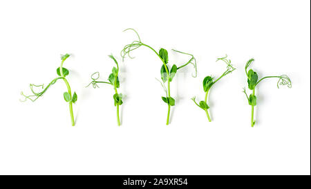 Micro greens - sprouts peas in row. Isolated on white background. Top view or flat lay. Stock Photo