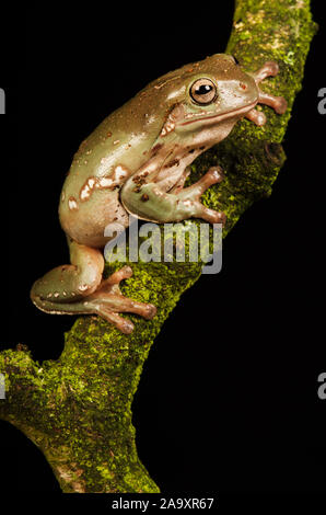 White's Tree Frog (Litoria caerulea) Stock Photo